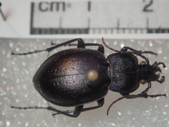 Carabus convexus convexus