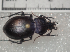 Carabus convexus convexus