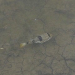 Marilyna pleurosticta