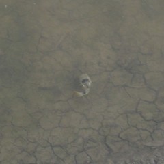 Marilyna pleurosticta