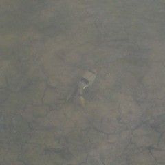 Marilyna pleurosticta