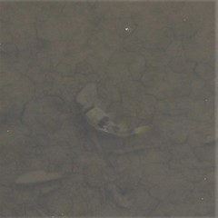 Marilyna pleurosticta