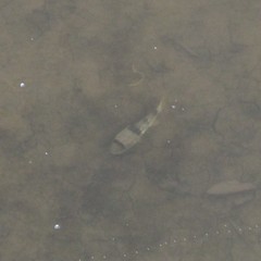 Marilyna pleurosticta