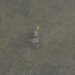 Marilyna pleurosticta