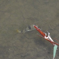 Marilyna pleurosticta