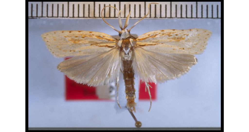 Ctenarchis