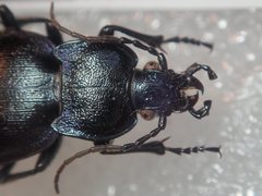Carabus convexus convexus