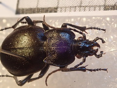 Carabus convexus convexus