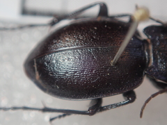 Carabus convexus convexus