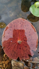 Nymphaea amazonum