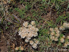 Armeria caespitosa
