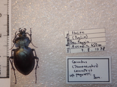 Carabus convexus convexus