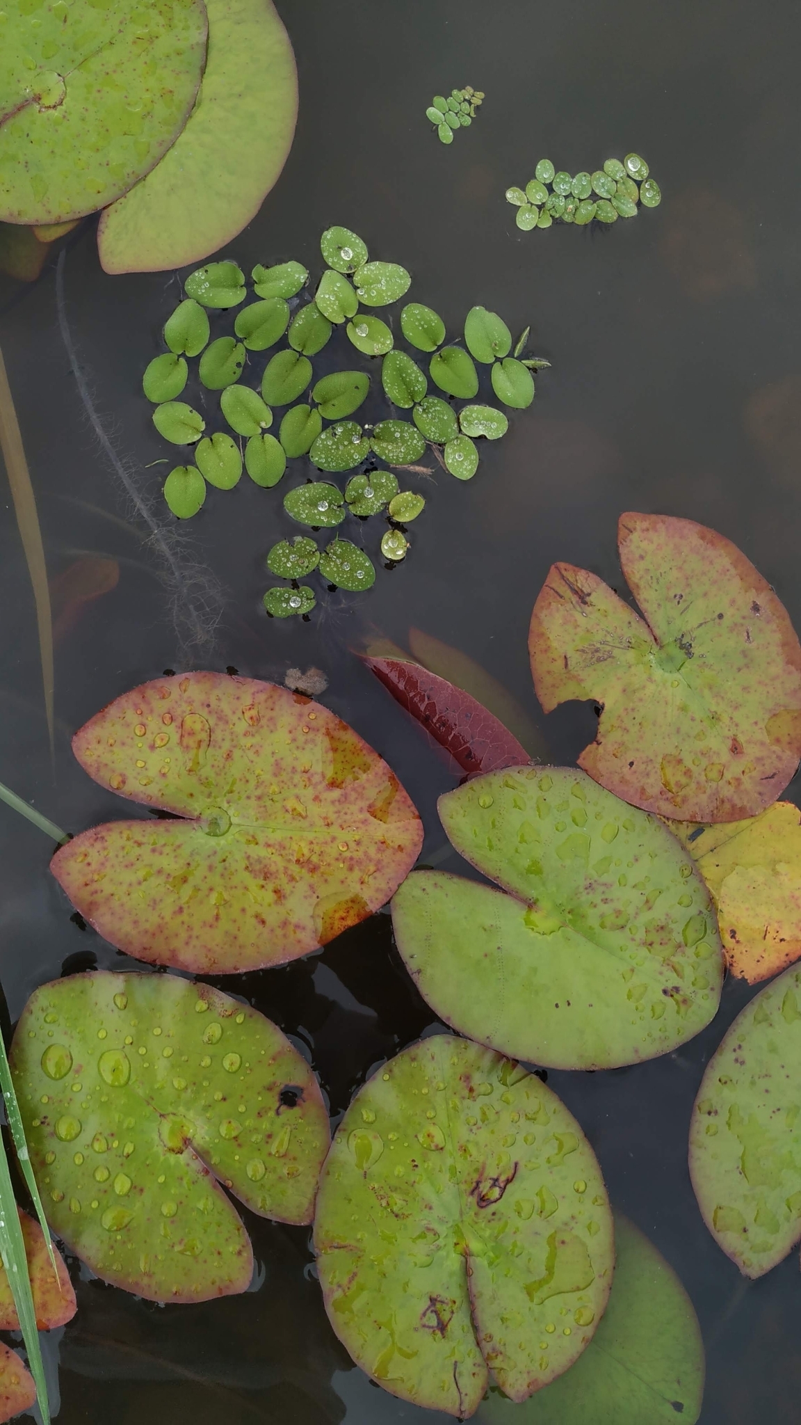 Nymphaea amazonum Mart. & Zucc.