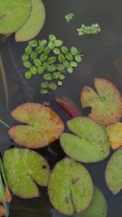 Nymphaea amazonum