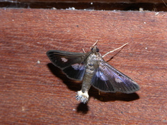 Diaphania exclusalis