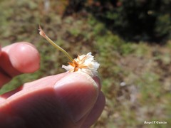 Armeria caespitosa