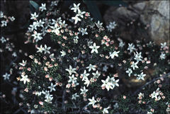 Philotheca angustifolia