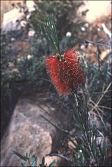 Melaleuca orophila