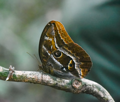 Caligopsis seleucida