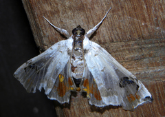 Hositea cyanops
