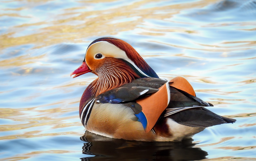 Mandarin Duck from Marina Park, Kirkland, WA, US on January 17, 2022 at 0201 PM by