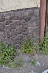 Persicaria lapathifolia