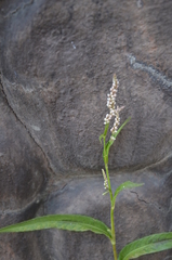 Persicaria lapathifolia