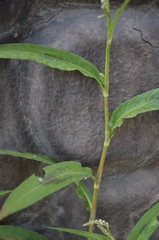 Persicaria lapathifolia