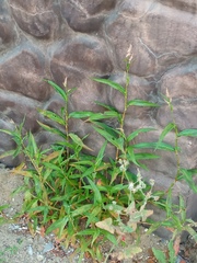 Persicaria lapathifolia