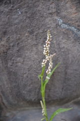 Persicaria lapathifolia