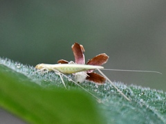 Oecanthus leptogrammus