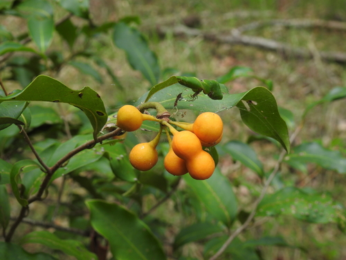 Uvaria leichhardtii (F.Muell.) L.L.Zhou, Y.C.F.Su & R.M.K.Sau