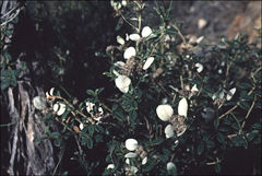 Spyridium phlebophyllum