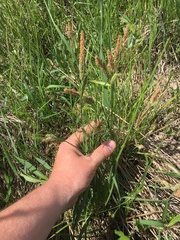 Carex stricta