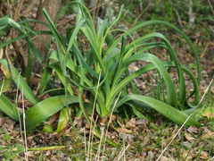 Crinum bulbispermum