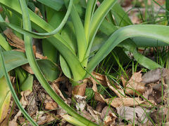 Crinum bulbispermum