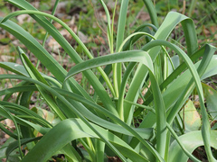 Crinum bulbispermum