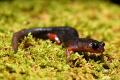 Plethodon shermani