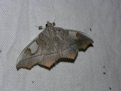 Midila lamia