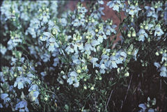 Prostanthera striatiflora