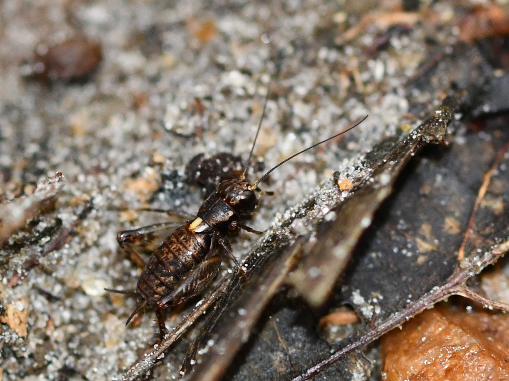 Monopteropsis