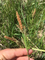 Carex stricta