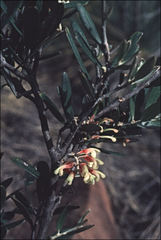Grevillea aspera