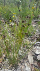 Schoenus ericetorum