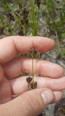 Schoenus ericetorum