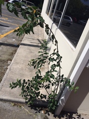 Ehretia anacua