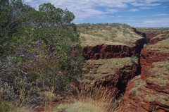 Ficus brachypoda