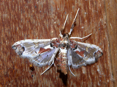 Neoleucinodes elegantalis