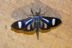 Phostria euagra