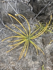 Lithophila radicata